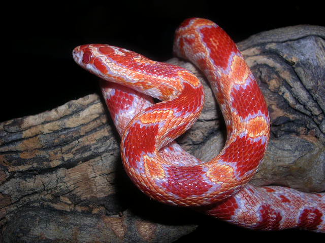 DSCN2452