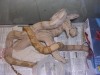 05_pastel_hoggs05_0714_038.jpg