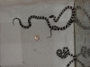 2006_0717snakes0063.JPG