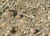 Chi_Spotted_Whiptail.jpg
