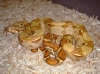 DSC00058r.JPG