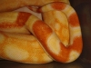 DSC00101.jpg