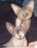 DSC05725_small.jpg