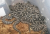 Eastern_Diamondback_babies_born_9-6-08_001.jpg