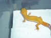 Gecko_shoot_11-06-05_026.jpg