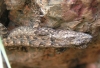 PICT00081.JPG