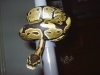Picture_058.jpg