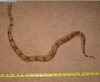 Sam_Measure_5-22-06_2.jpg