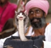 cat_snake.jpg