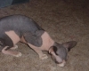 cats_004.jpg