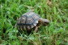 leopardtort005_7-04-08.JPG