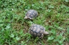 leopardtort017_7-04-08.JPG