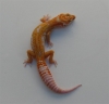 malebill_Small_.jpg