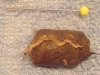 monty_fecal_sample_2.JPG