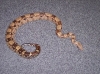 snakes_007_320x239.jpg