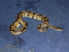 snakes_20004.jpg