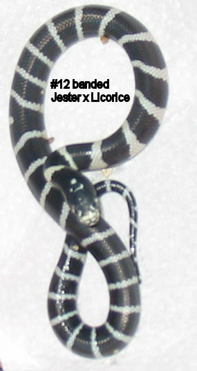 12banded
