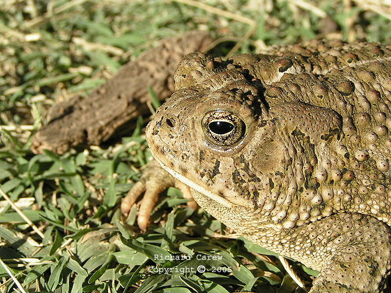 Bufo_woodhousei_australis_11