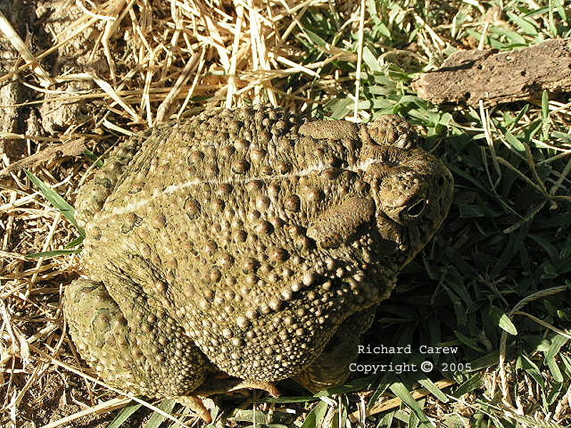 Bufo_woodhousei_australis_8