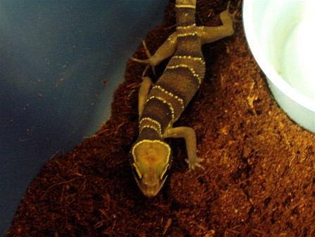 C_intermedius_female_pic_1