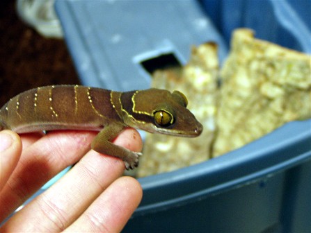 C_intermedius_male_pic_1