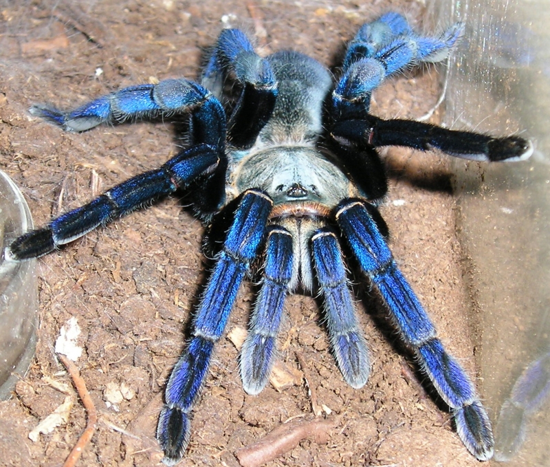 Cobalt