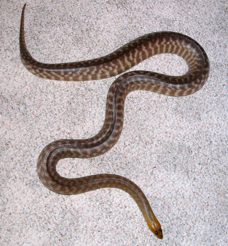 Gravid_Woma.jpg