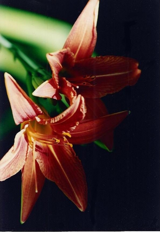 Lillies_in_the_Sun