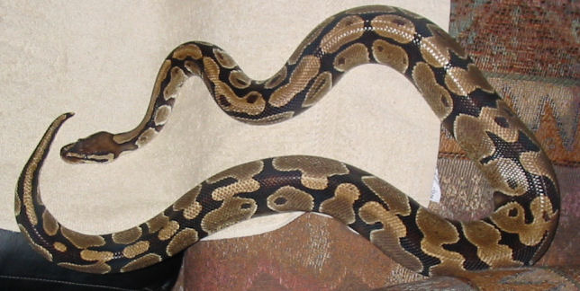 Lucille