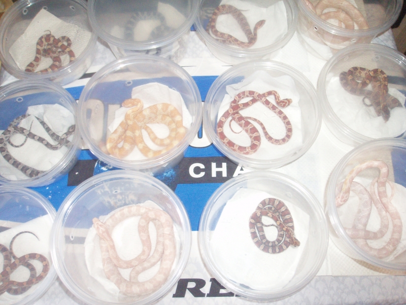 Picture_036