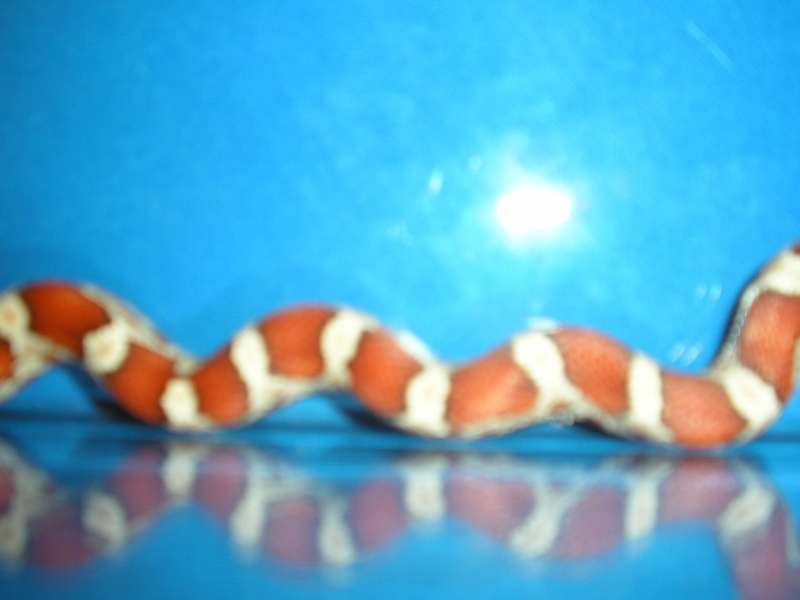 Picture_042