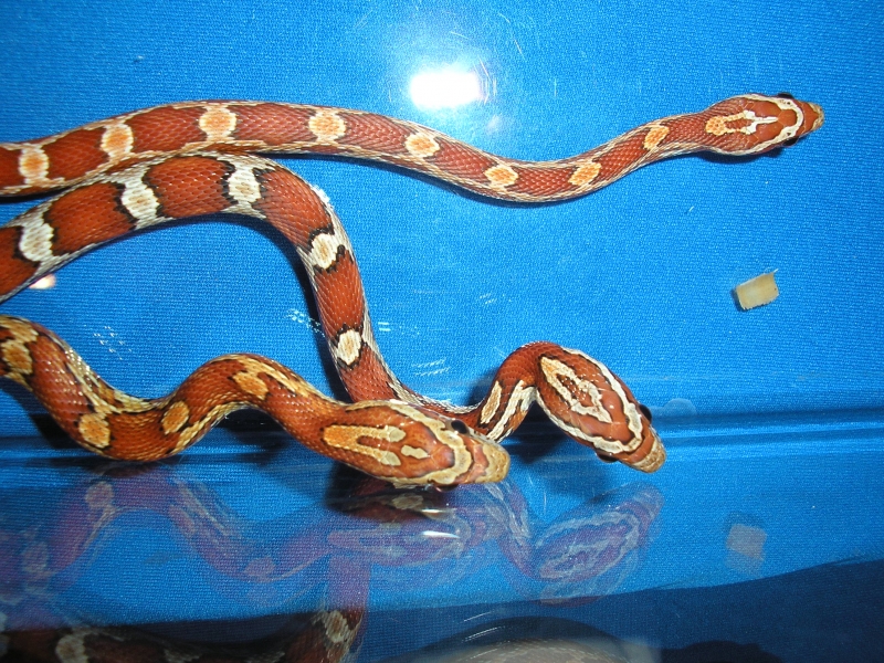 Picture_061