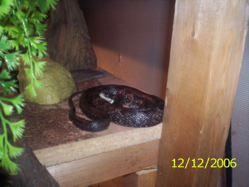 Picture_518