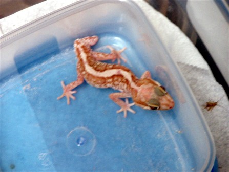 albino_stripe_male_pic_2