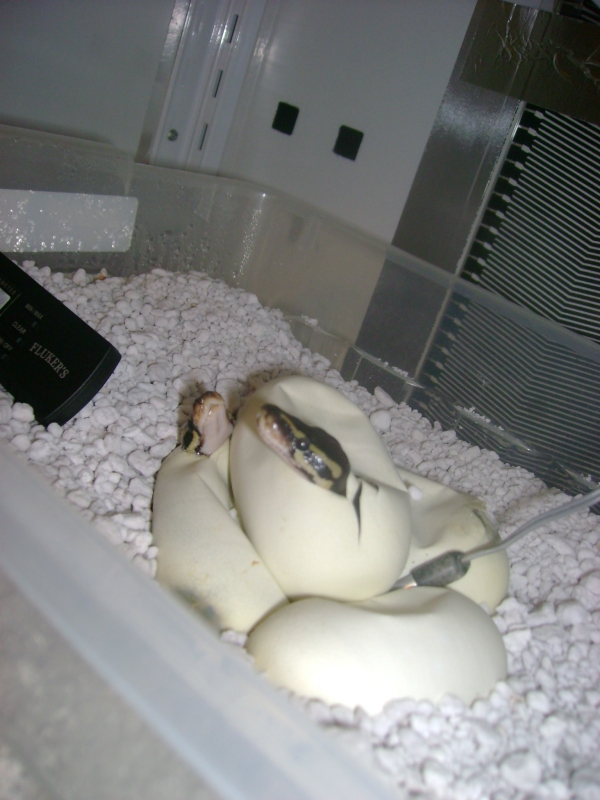 babies1