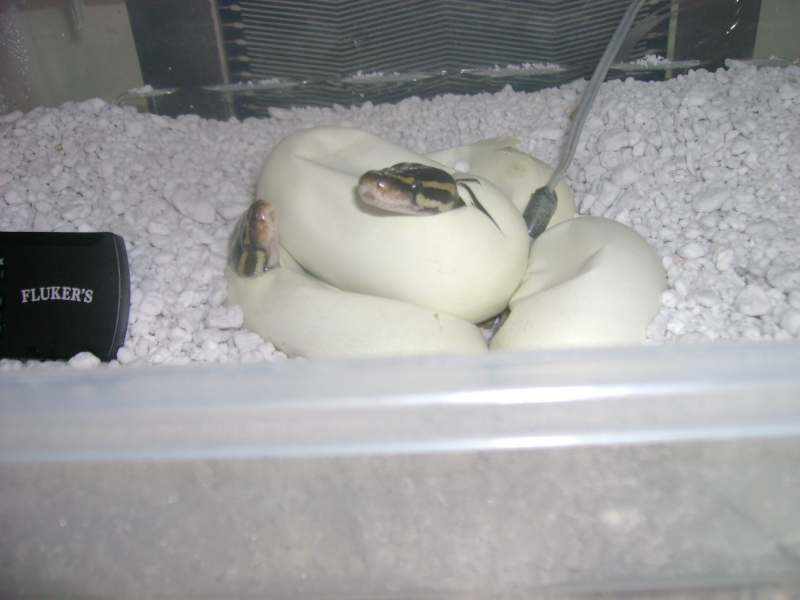 babies2
