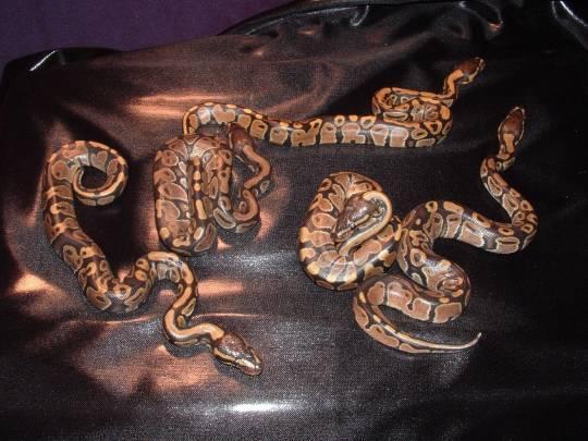 ball_python_hatchlings