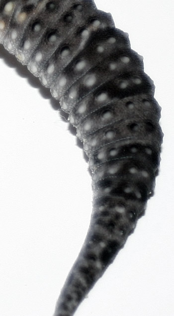 black-tail
