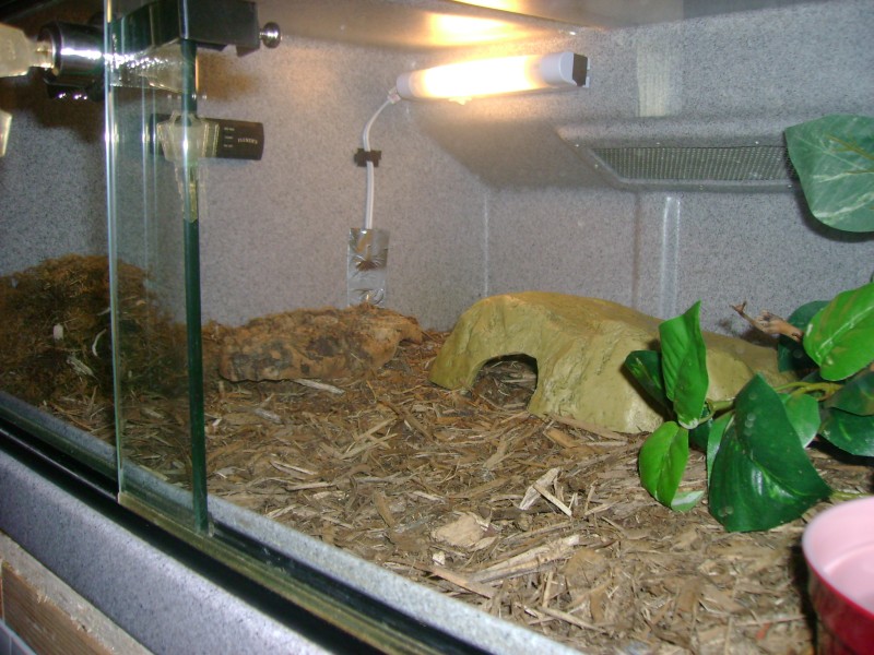 cage11