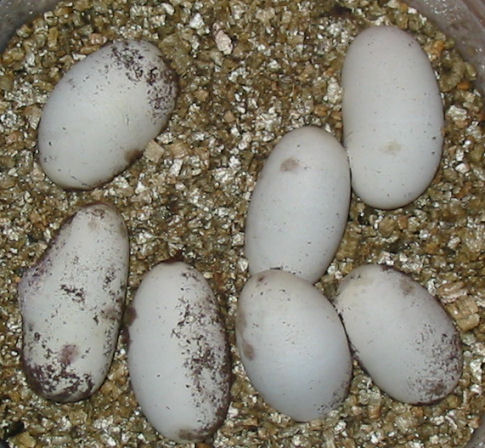 day59eggs