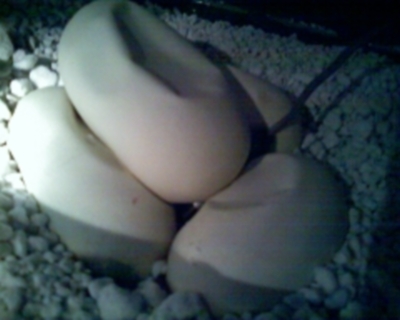 eggs1-1
