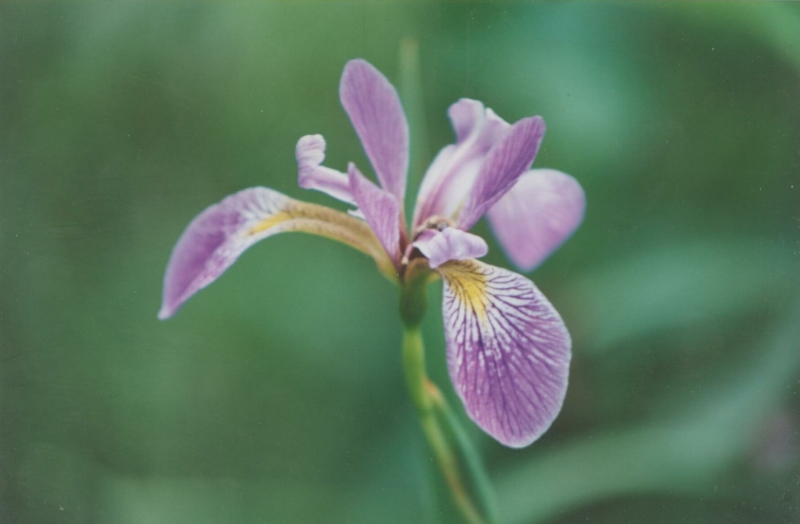 iris
