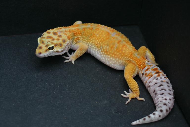 laruen