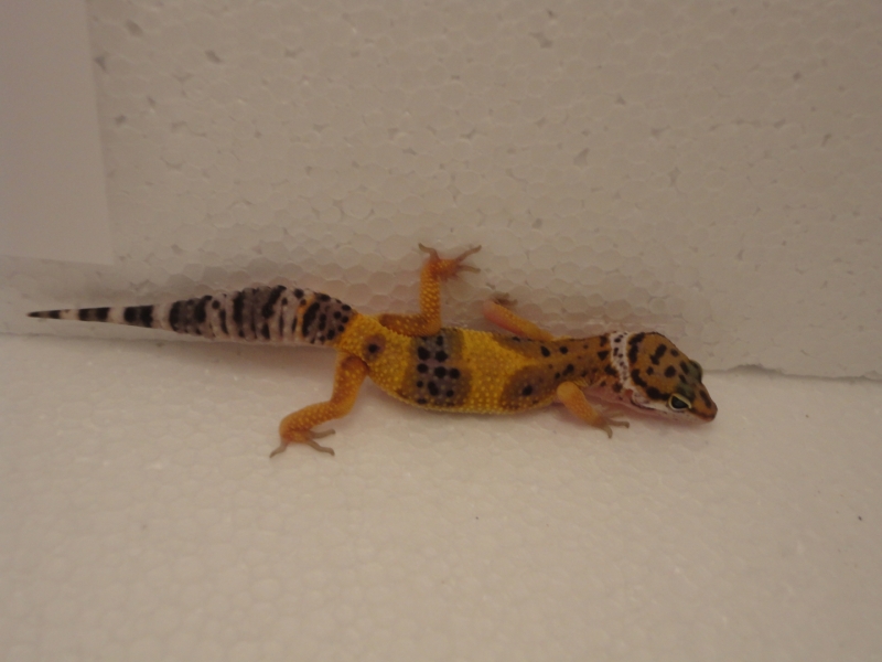 DSC02963.JPG