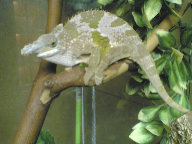 moss