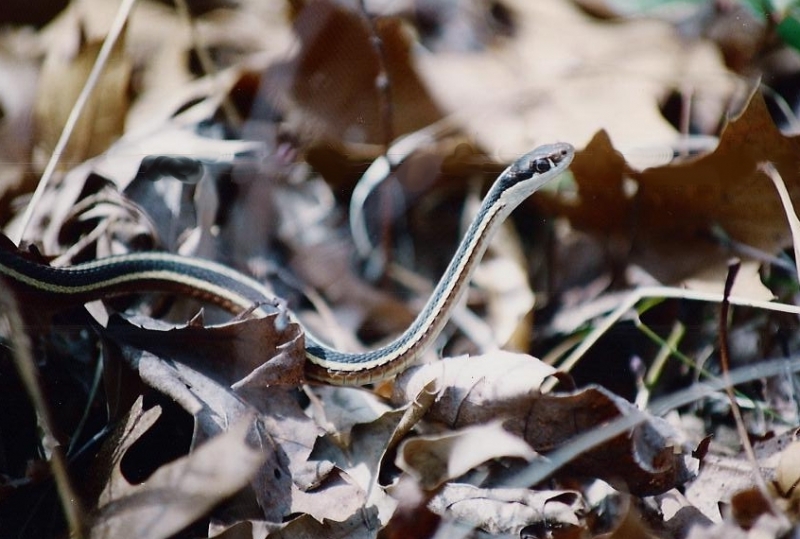 snake1