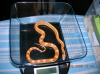 07_Female_Amel_striped_Motley_het_Butter.jpg