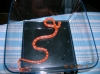 07_Female_Hypo_Bloodred.jpg