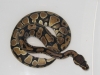 08_Normal_Ball_python_002.jpg