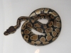 08_Normal_Ball_python_004.jpg